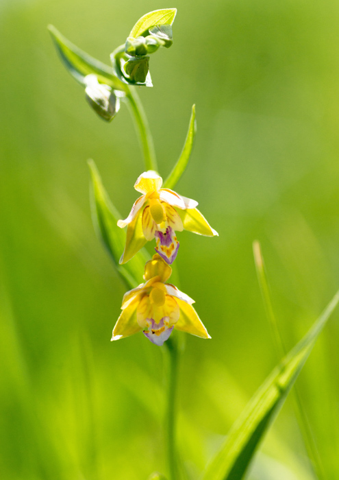 カキラン_a0073281_205080.jpg