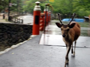 あせび歩道から大聖院_c0051781_2171872.jpg