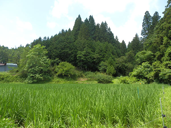 7月16日の田んぼ(月光原小・西根小)_d0247484_16251172.jpg