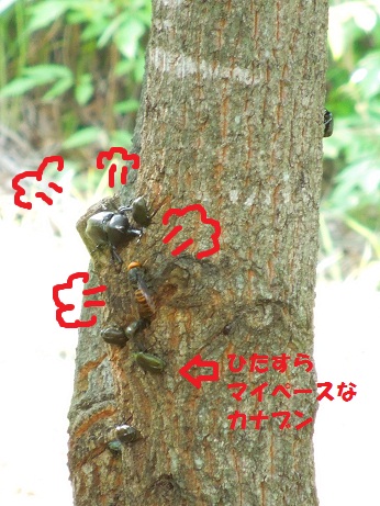 白州町H林さん邸の現場より 5_a0211886_2347590.jpg