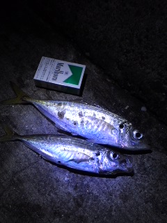 千葉県房総 アジ釣果報告が届きました_a0097491_1010331.jpg