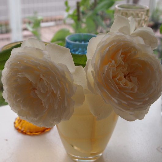 バラで何度も愉しむ_a0292194_17153752.jpg