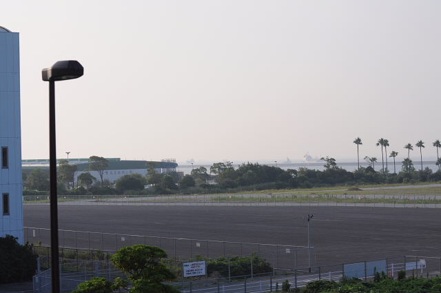 小鳥の園・サンフラワー・ナミアゲハ・ハクセキレイ・カワラヒワ_d0261298_22441465.jpg