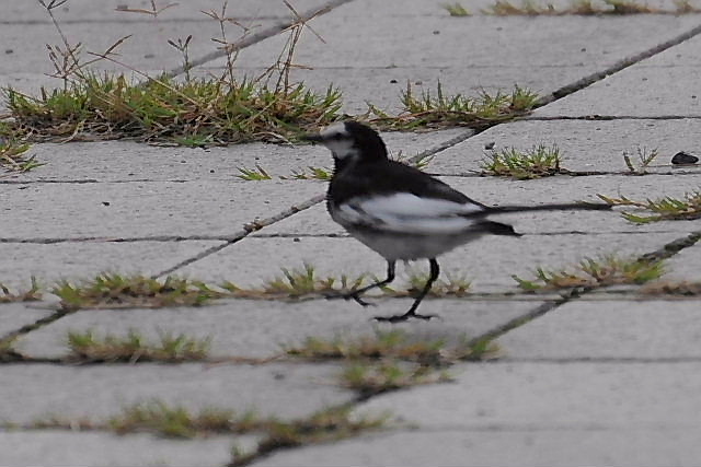 小鳥の園・サンフラワー・ナミアゲハ・ハクセキレイ・カワラヒワ_d0261298_2245139.jpg