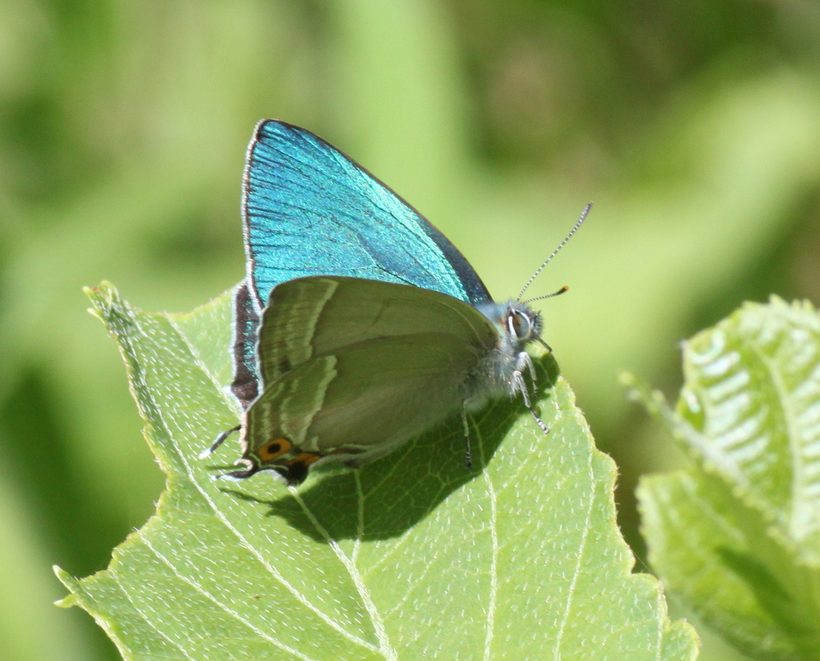 群馬　　                  ジョウザンミドリシジミ2013/07/15②_d0251807_20251249.jpg