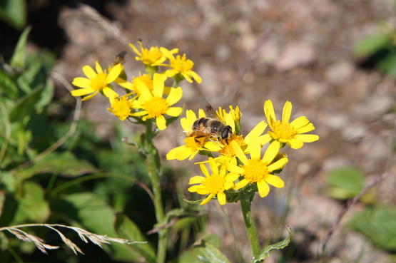 a0248508_1024975.jpg
