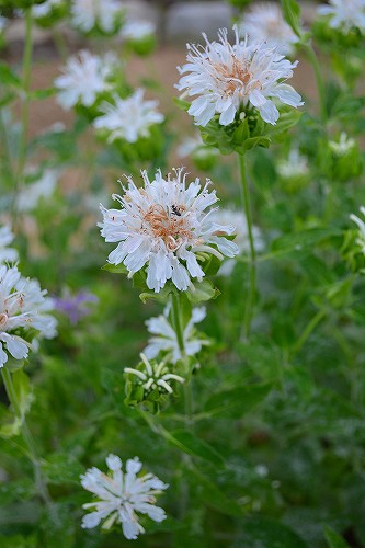 モナルダの花が・・・・・_d0172010_18384836.jpg