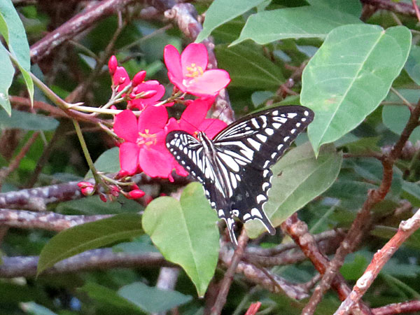 b0033112_2245666.jpg