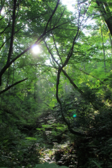ふくろうの森_f0227228_16552429.jpg