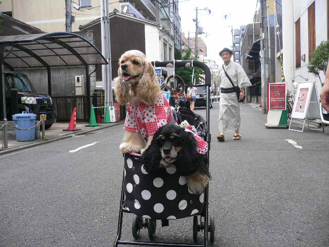 ワンコとお出かけ 祇園祭り 宵山_c0223630_15163654.jpg