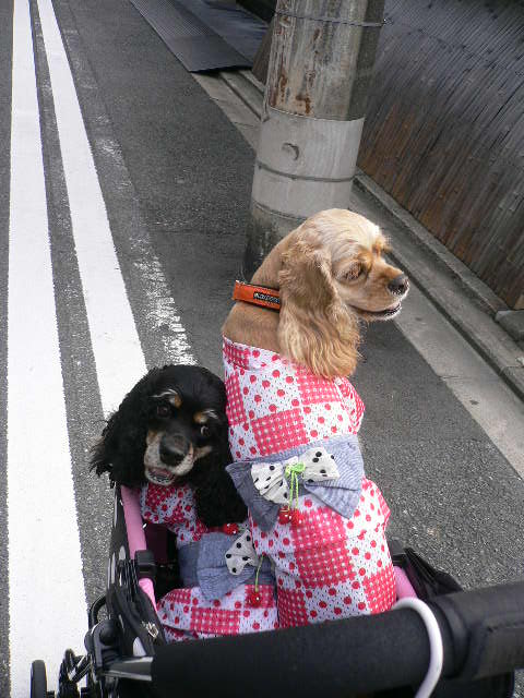ワンコとお出かけ 祇園祭り 宵山_c0223630_1516576.jpg