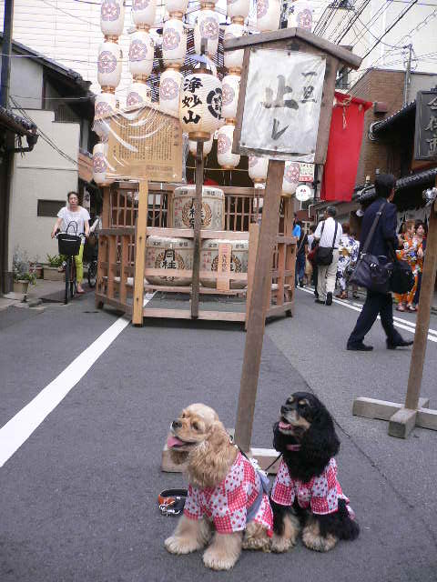ワンコとお出かけ 祇園祭り 宵山_c0223630_15182536.jpg