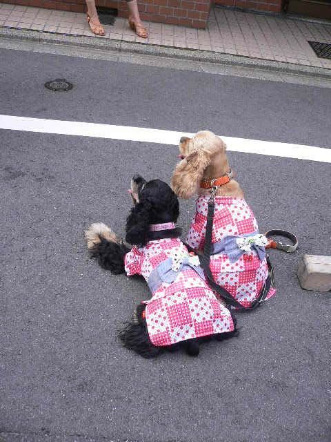 ワンコとお出かけ 祇園祭り 宵山_c0223630_1518653.jpg