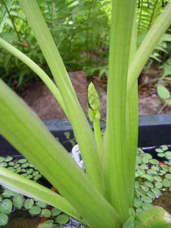 e0097534_1750174.jpg