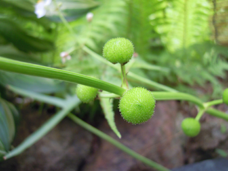 e0097534_1751113.jpg