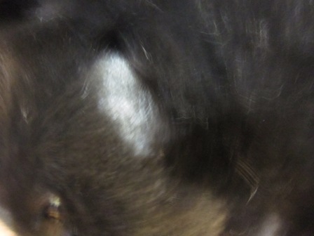 e0198839_17185523.jpg