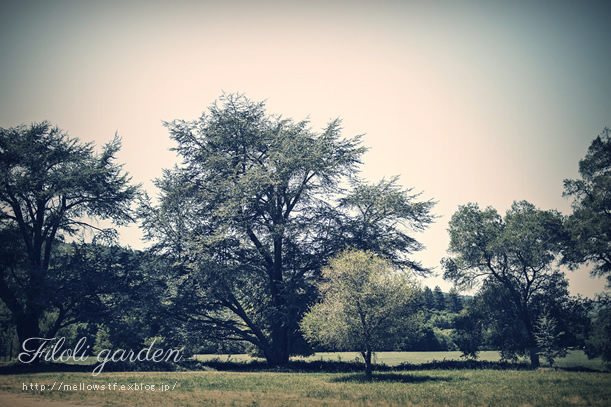 back to CA 2013 - green of Filoli -_d0124248_20253836.jpg