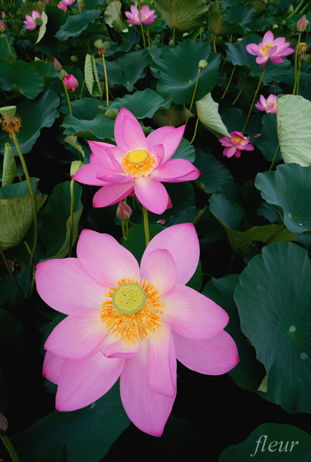 ハスの花の撮り方 奥行きをつける Crystal Wayの作例 フルール花写真教室