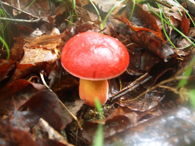 きのこトレ2_b0227552_19591045.jpg