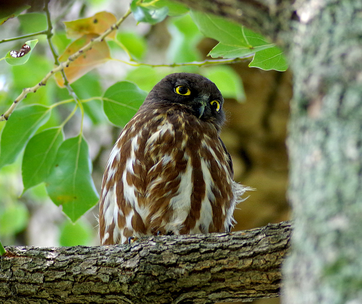 アオバズク三兄弟_f0215767_1847586.jpg