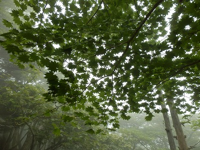 弥山　2013.7.13_f0057070_23374499.jpg