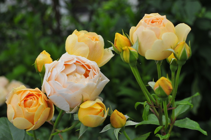 JUDEの庭と薔薇のカヲリ