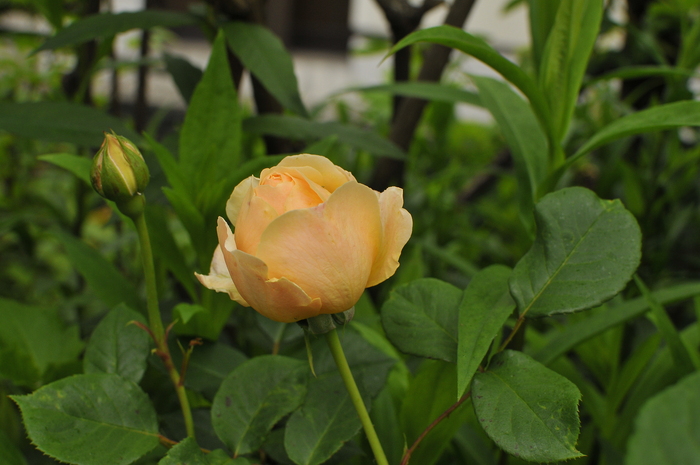 極上の香り ジュード ジ オブスキュア ｊｕｄｅの庭と薔薇のカヲリ