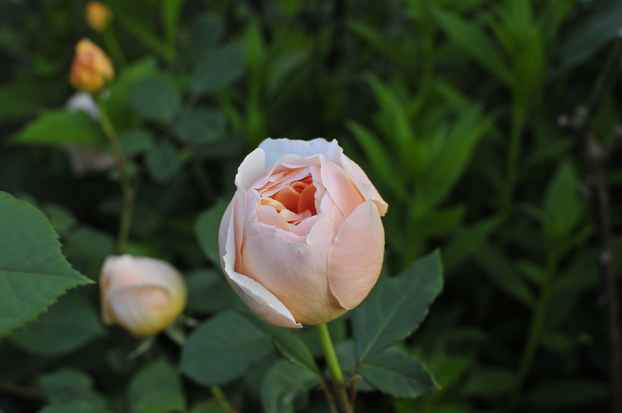 極上の香り ジュード ジ オブスキュア ｊｕｄｅの庭と薔薇のカヲリ