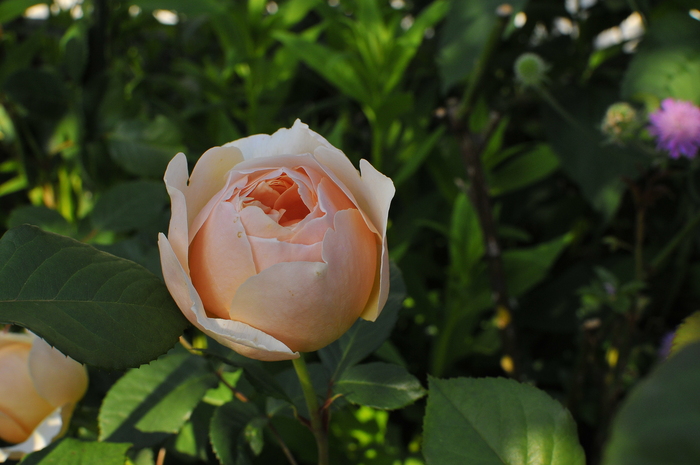 極上の香り ジュード ジ オブスキュア ｊｕｄｅの庭と薔薇のカヲリ