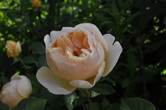 極上の香り ジュード ジ オブスキュア ｊｕｄｅの庭と薔薇のカヲリ