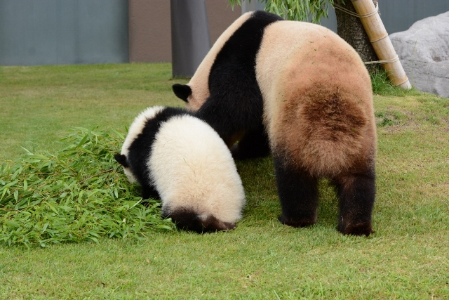 ２０１３年６月白浜パンダ見隊２その６　優ちゃんオヤツを堪能_a0052986_733118.jpg