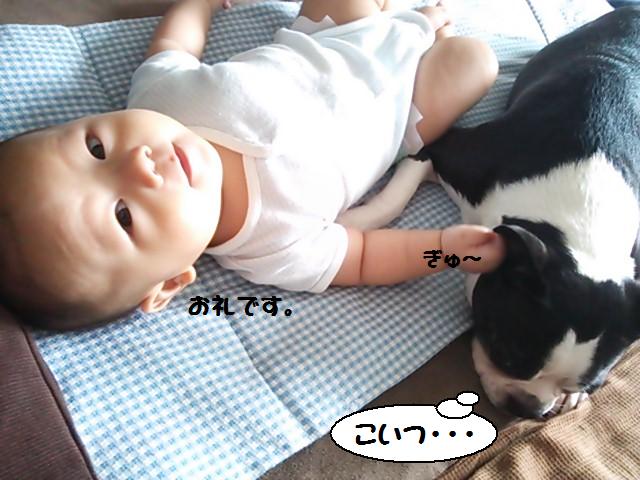 ★子守りする犬★_d0187891_11383629.jpg