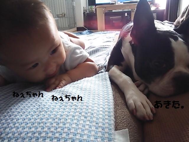 ★子守りする犬★_d0187891_1139862.jpg