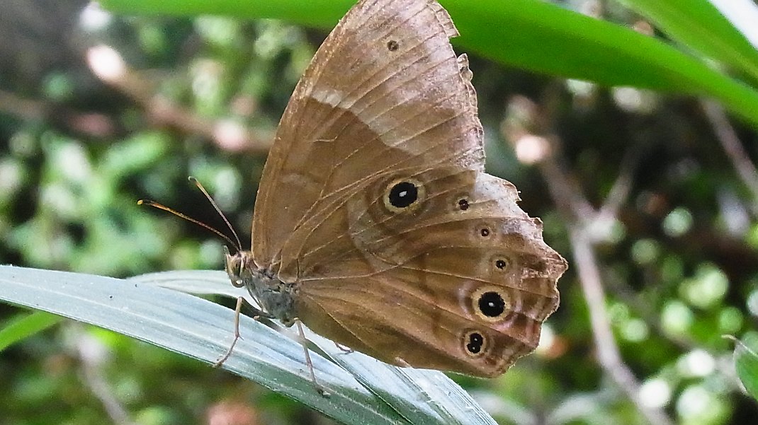 a0152692_20245527.jpg