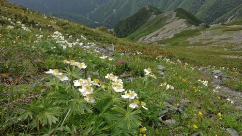 白峰三山縦走　　北岳　間ノ岳　農鳥岳_a0157297_0402750.jpg