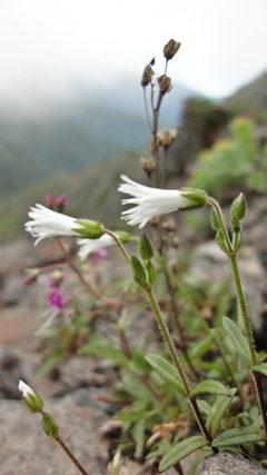 白峰三山縦走　　北岳　間ノ岳　農鳥岳_a0157297_0474864.jpg