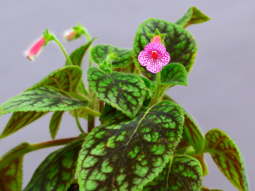 Kohleria amabilis : 花咲か父さん 洋らん栽培