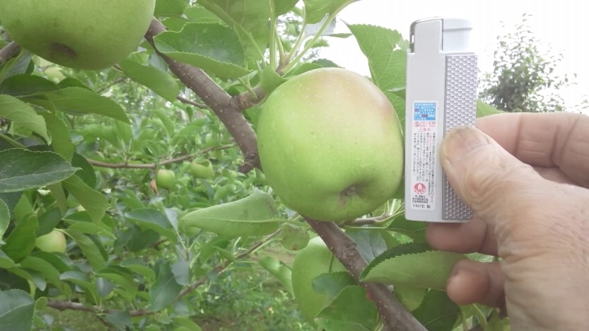 りんごオーナー　成長記録2013年7月17日_a0117603_0322973.jpg