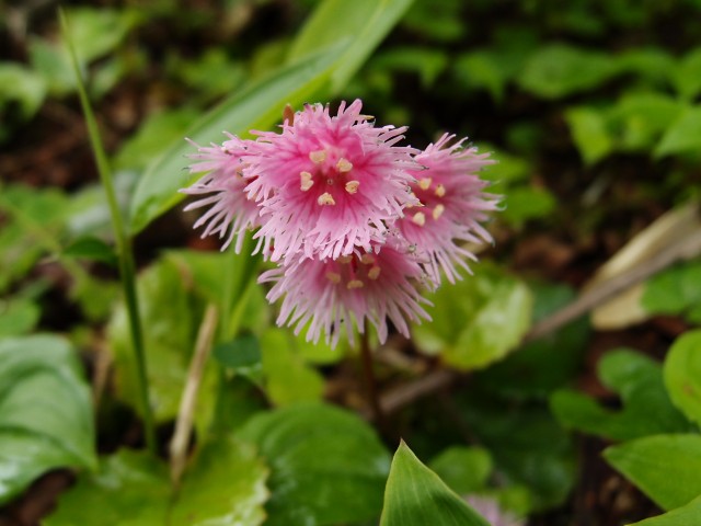 e0039703_22473558.jpg