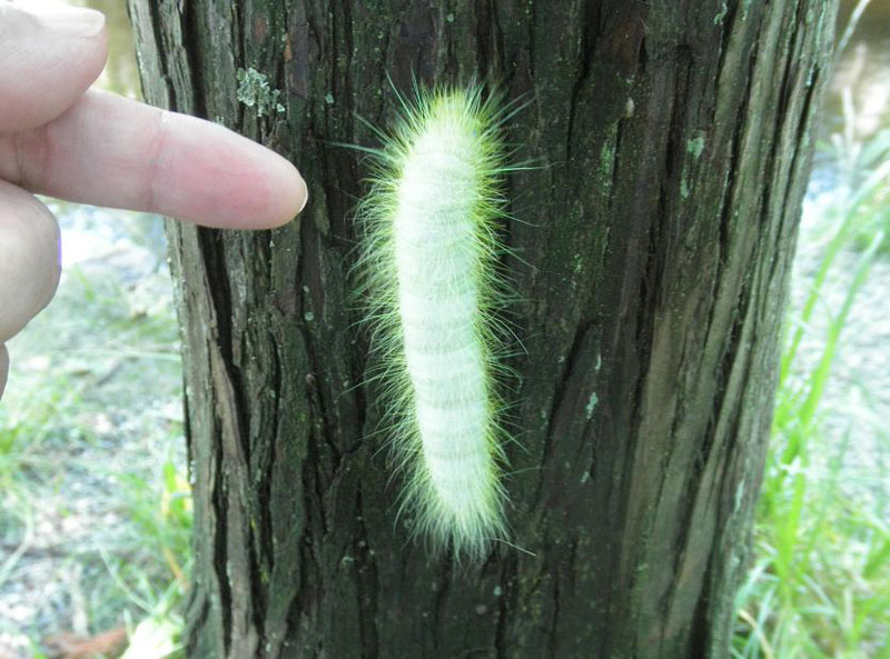 きれいな毛虫を見つけました 昆虫ブログ むし探検広場