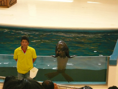 7/17鳥羽水族館へ!_a0154110_817387.jpg