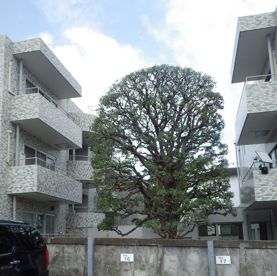 ヤマモモ剪定 植木屋の独り言