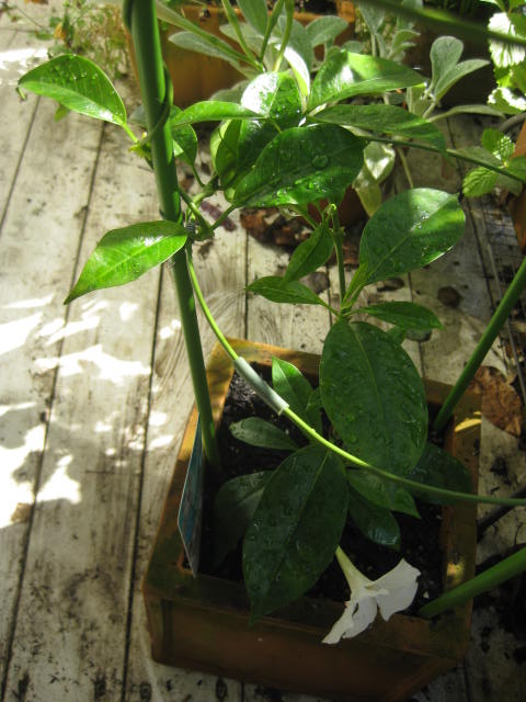 c0085916_23303721.jpg