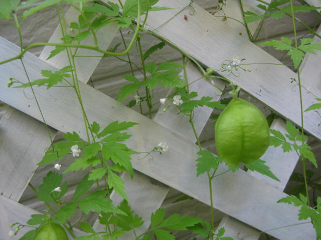 c0085916_2331991.jpg