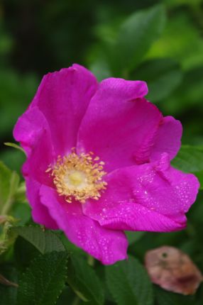 北海道の花、ハマナス_e0114020_20474946.jpg