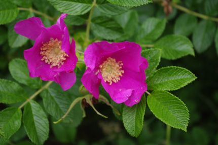 北海道の花、ハマナス_e0114020_2054085.jpg