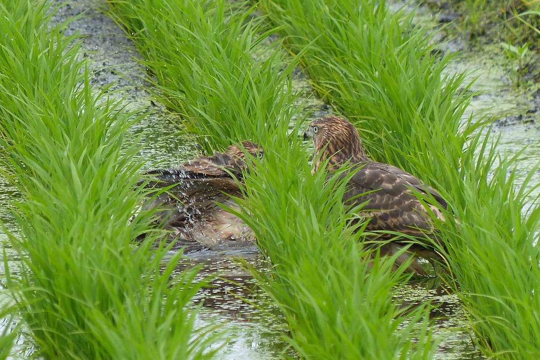 オオタカの幼鳥が田圃で水浴び！♪_a0031821_20291994.jpg