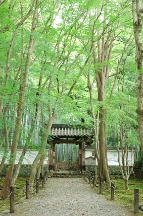 竹の寺 ~ 地蔵院 (京都) ~_c0235725_0443538.jpg