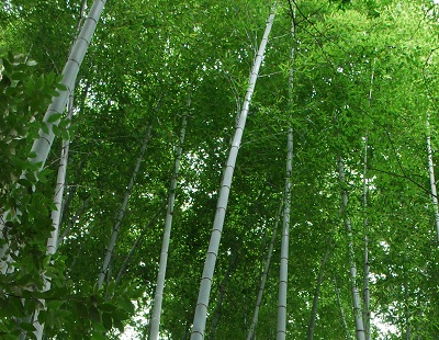 竹の寺 ~ 地蔵院 (京都) ~_c0235725_0454946.jpg