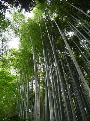 竹の寺 ~ 地蔵院 (京都) ~_c0235725_0474286.jpg